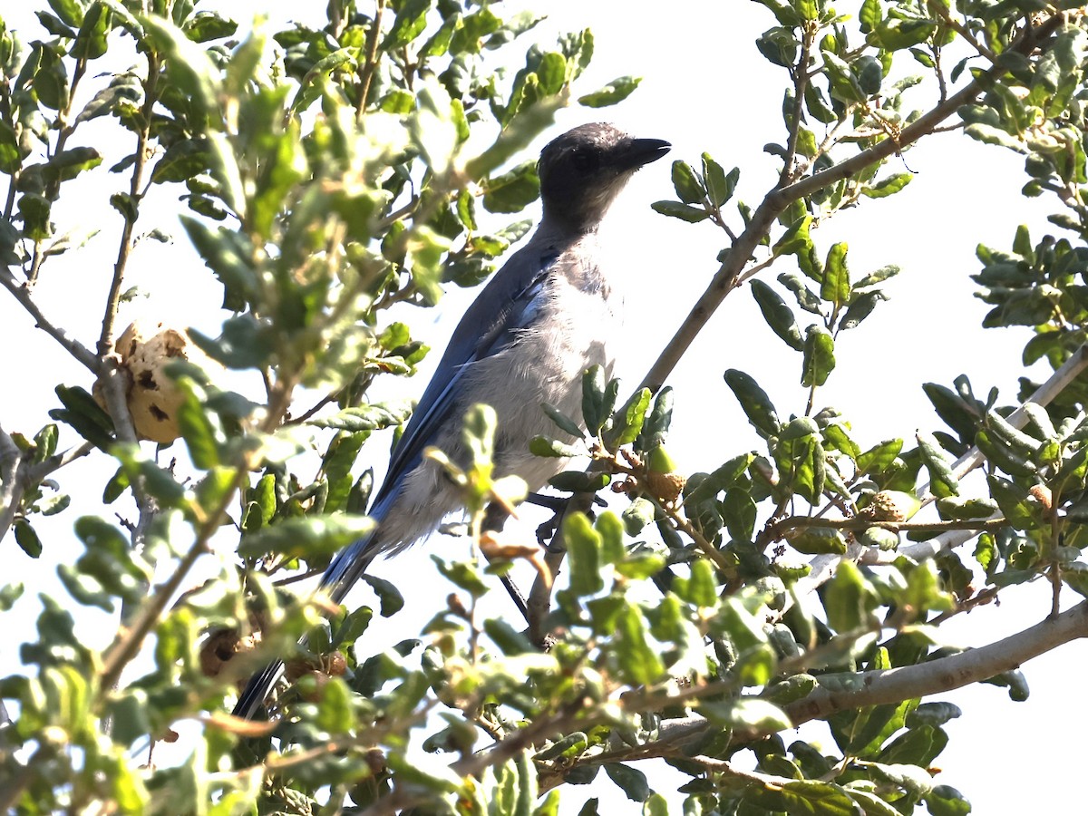 California Scrub-Jay - ML622108082