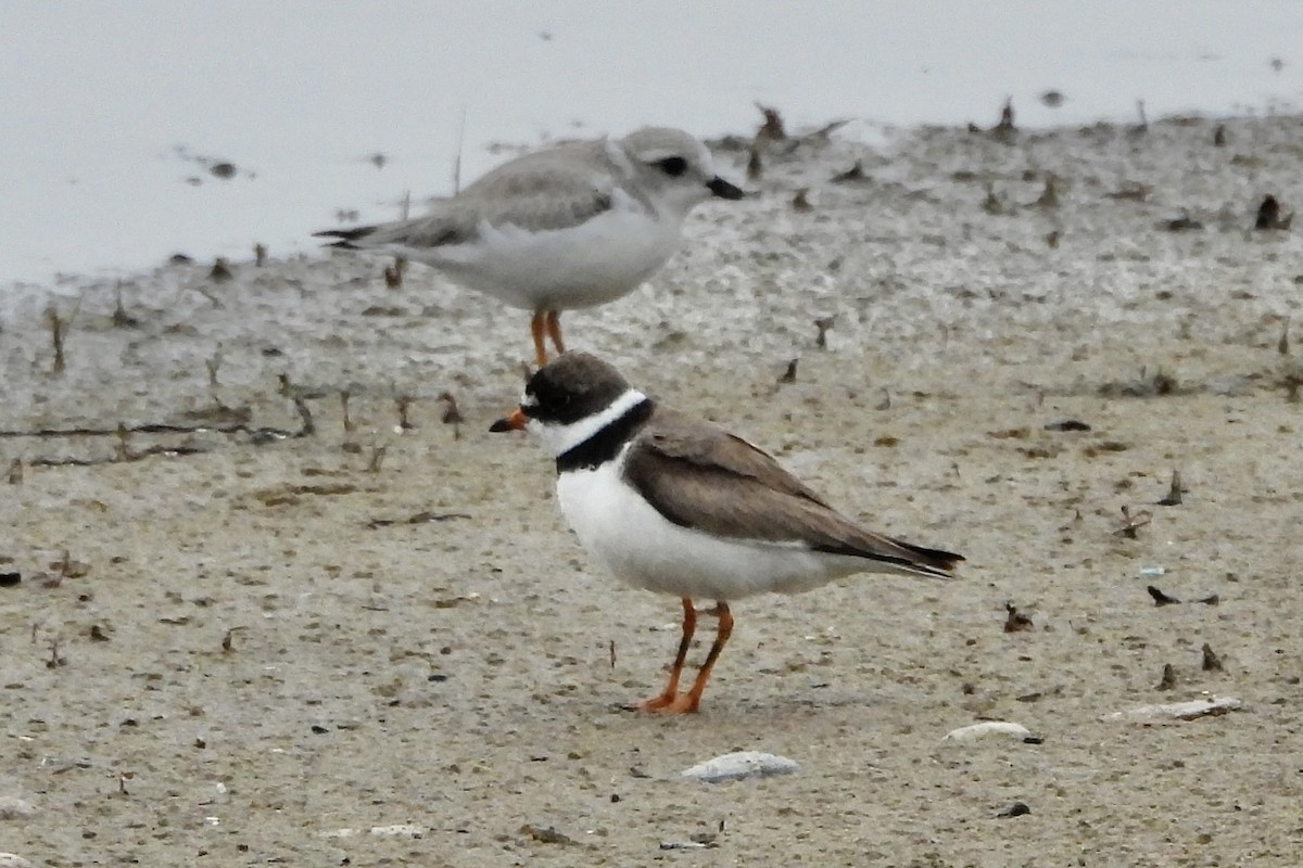 Semipalmated Plover - ML622108085