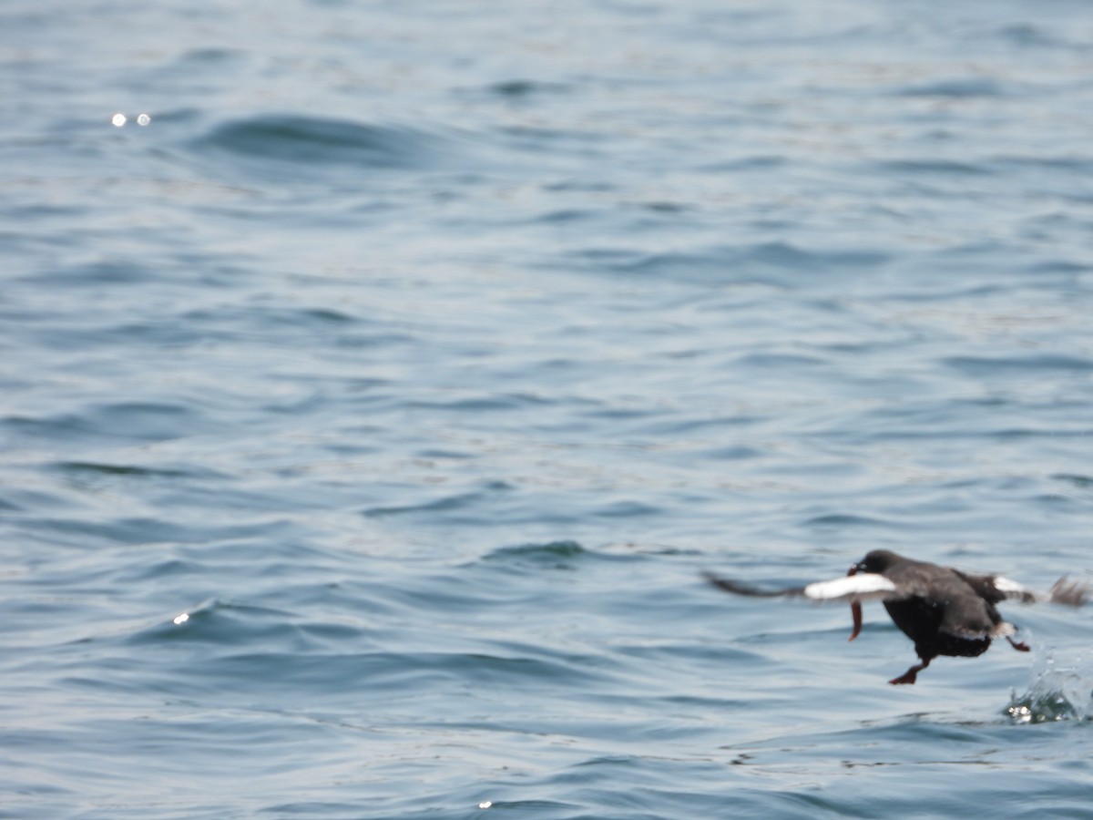 Black Guillemot - Robert Salisbury