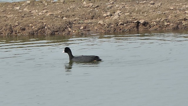 אגמית מצויה - ML622108089