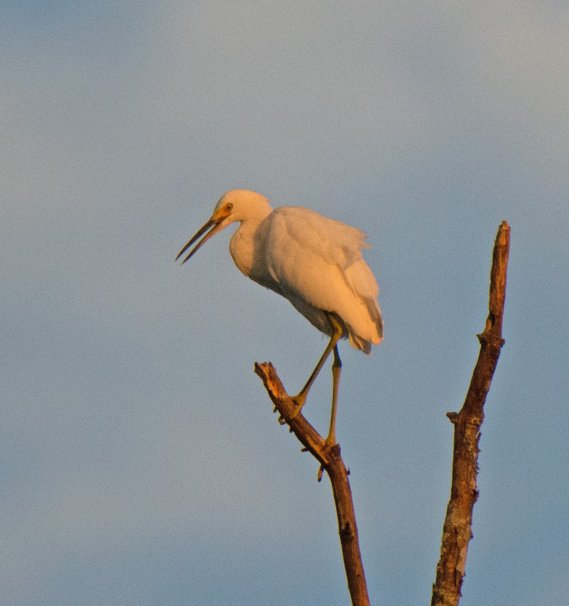 Snowy Egret - ML622108090