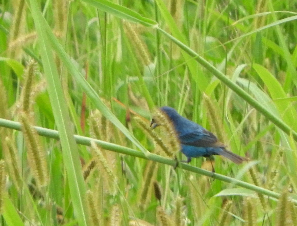 Indigo Bunting - ML622108092