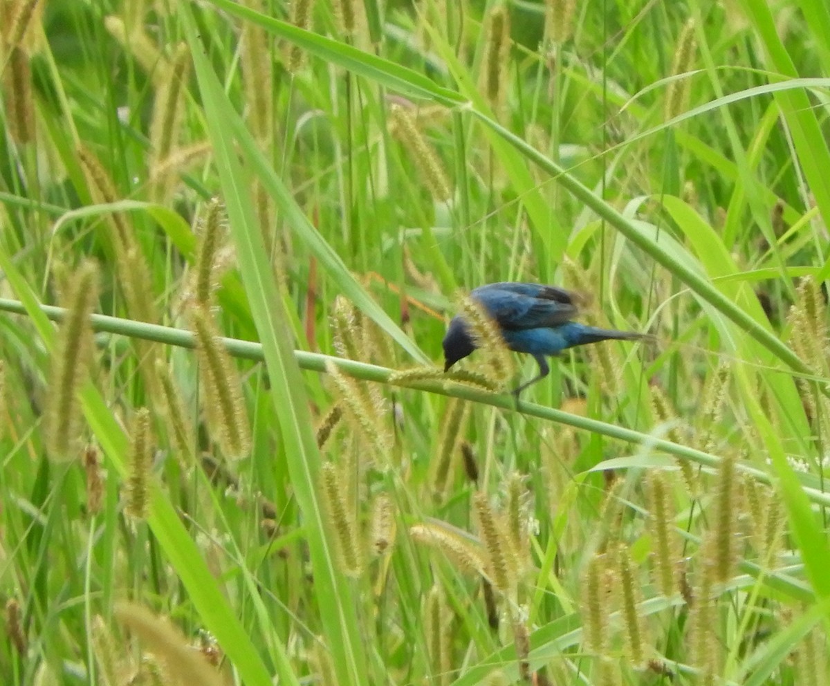 Indigo Bunting - ML622108093