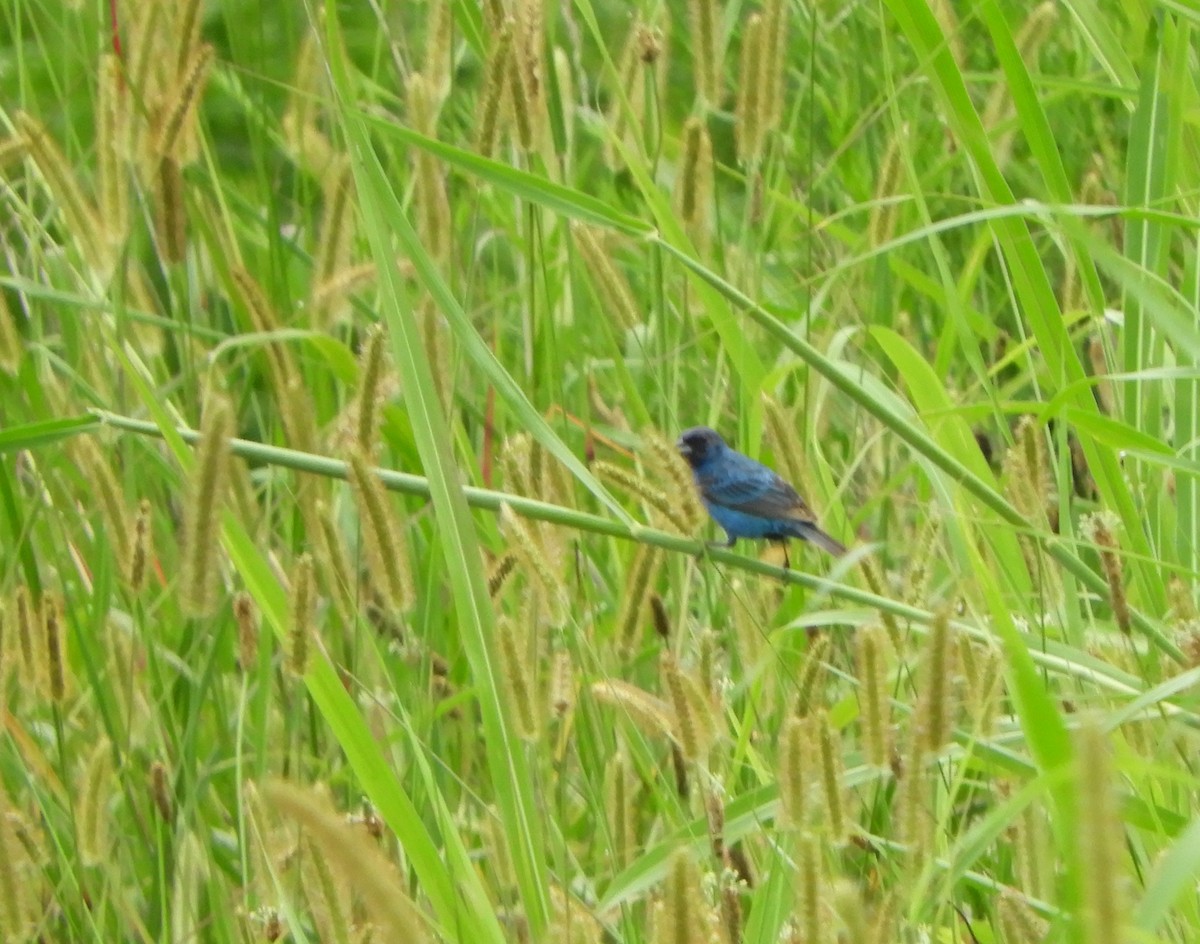 Indigo Bunting - ML622108094