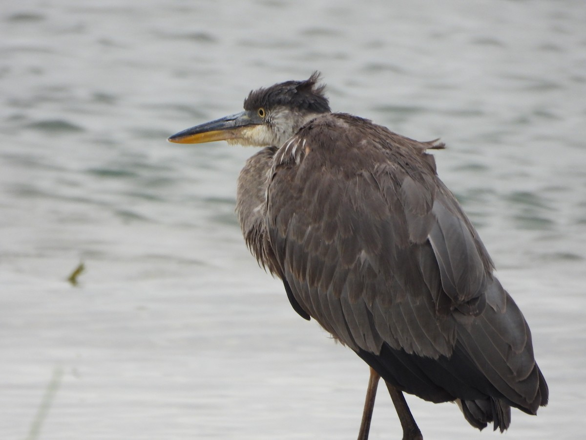 Great Blue Heron - ML622108095