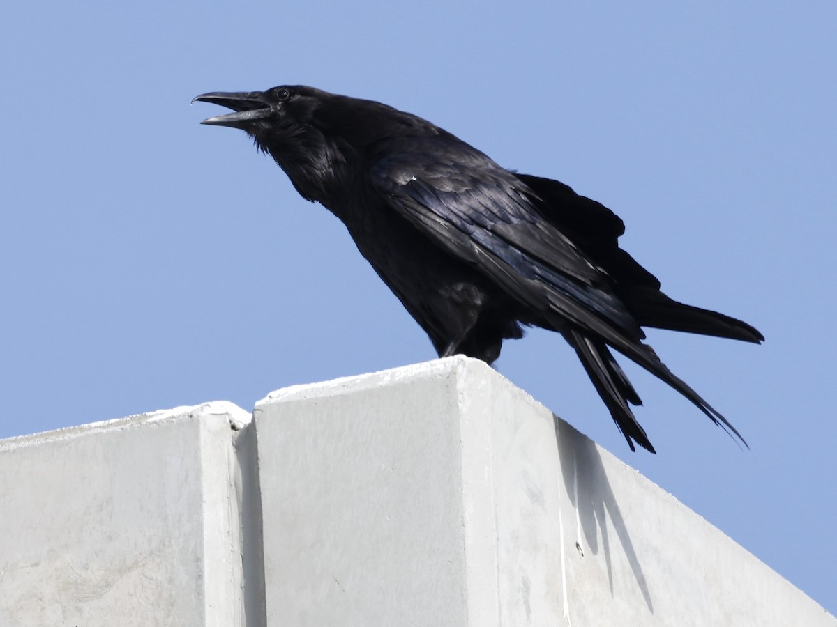 Common Raven - ML622108098