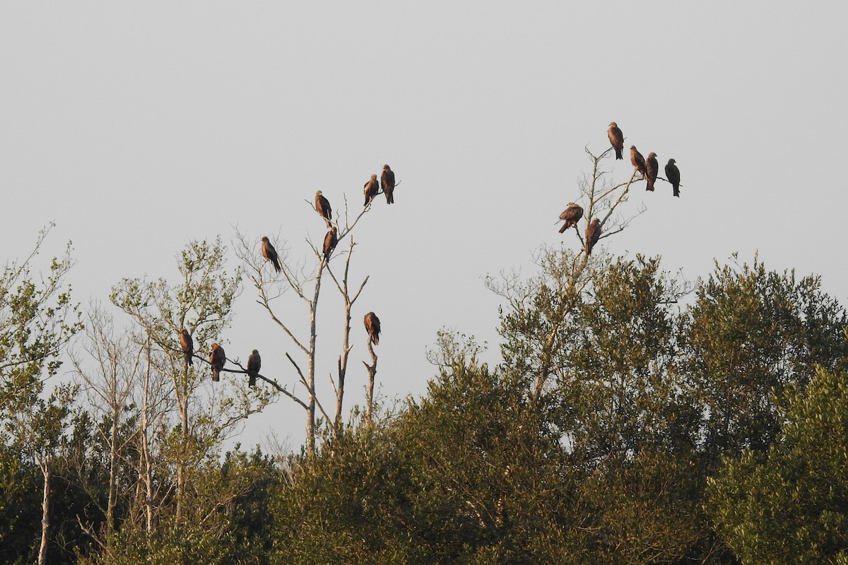 Black Kite - ML622108104