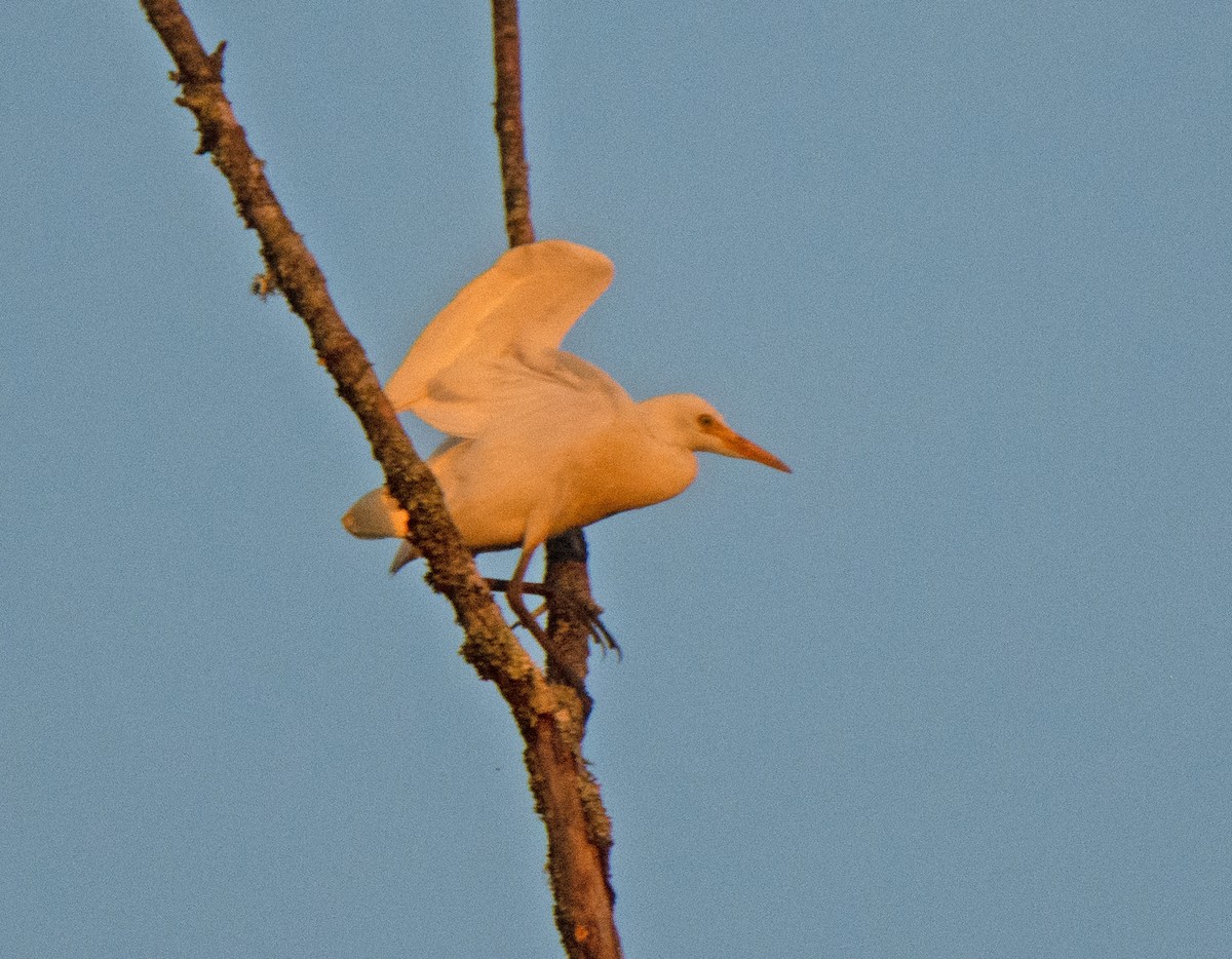 Western Cattle Egret - ML622108105