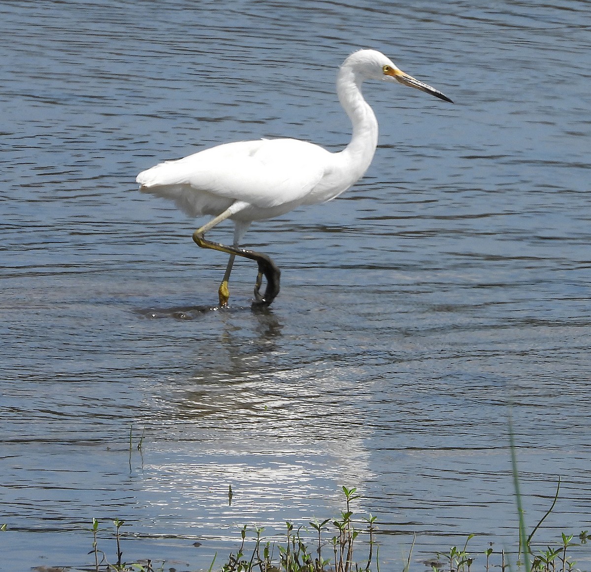 Snowy Egret - ML622108106