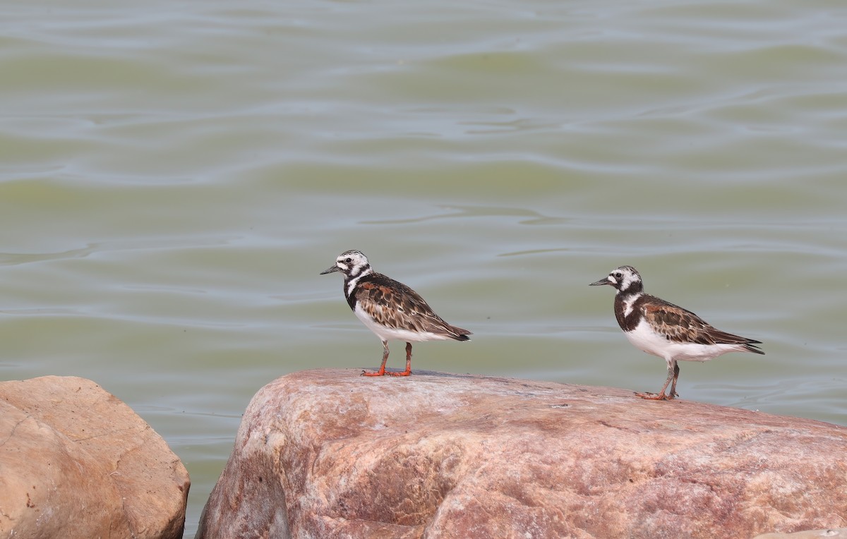 Ruddy Turnstone - ML622108108