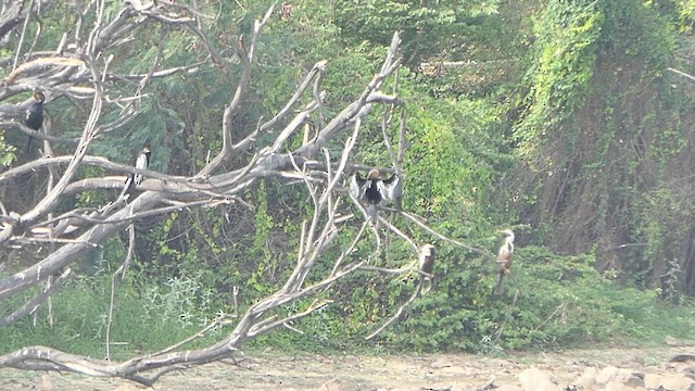 Oriental Darter - ML622108109