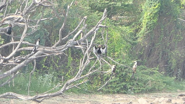 Cormorán de Java - ML622108109