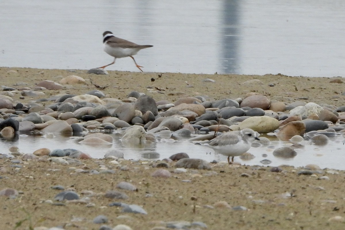 Piping Plover - ML622108110