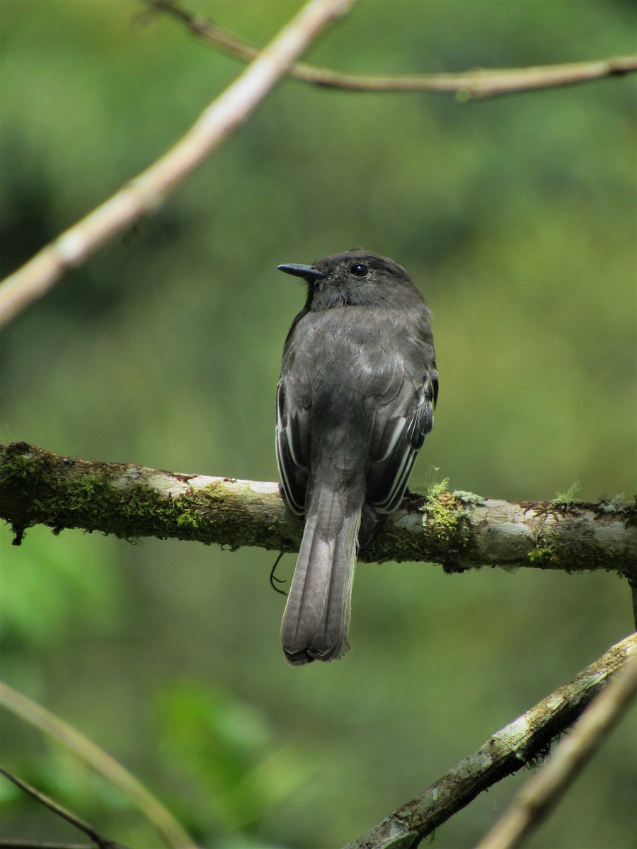 Black Phoebe - ML622108111