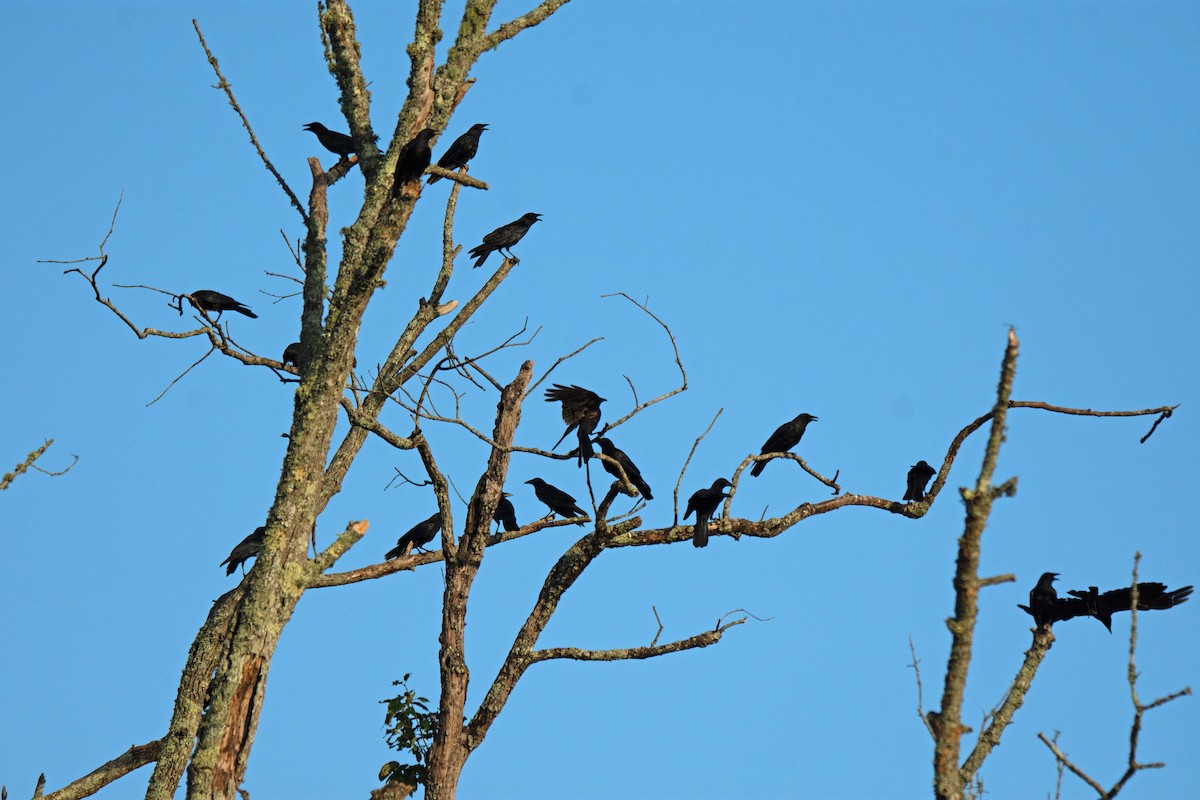 Fish Crow - ML622108112