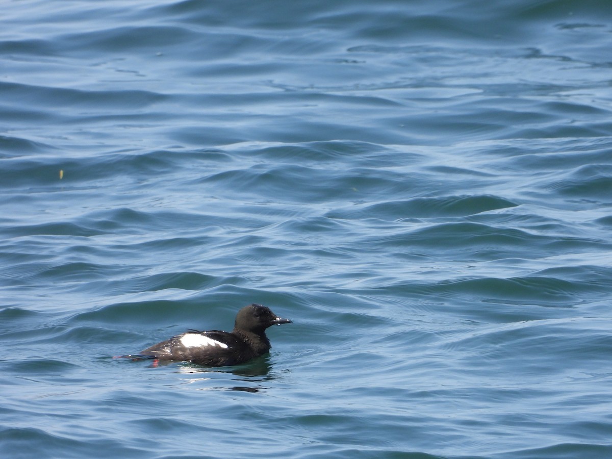 Black Guillemot - ML622108116