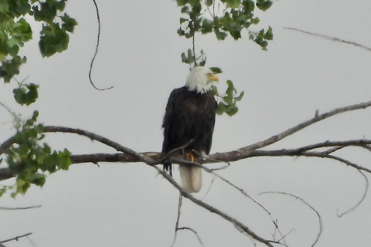 Bald Eagle - Carolyn Lueck