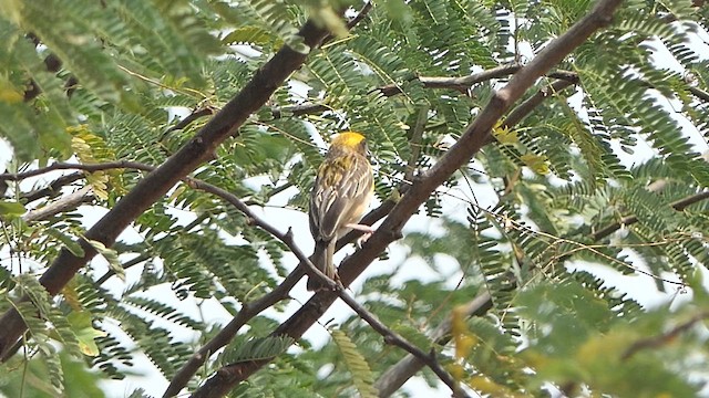 Baya Weaver - ML622108126