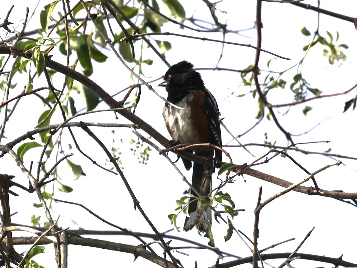 Spotted Towhee - Linda LeRoy