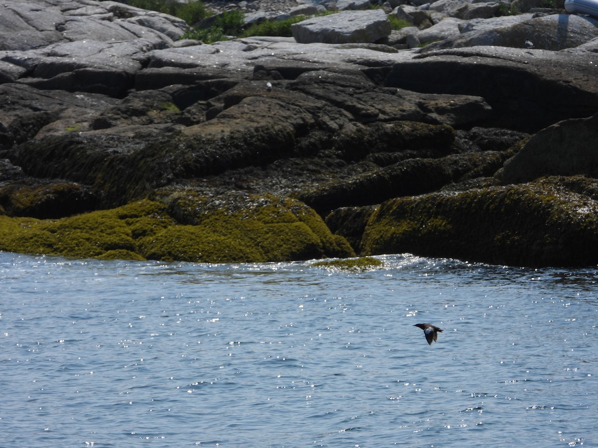 Black Guillemot - ML622108136