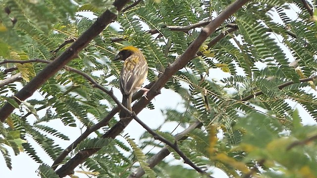 Baya Weaver - ML622108137