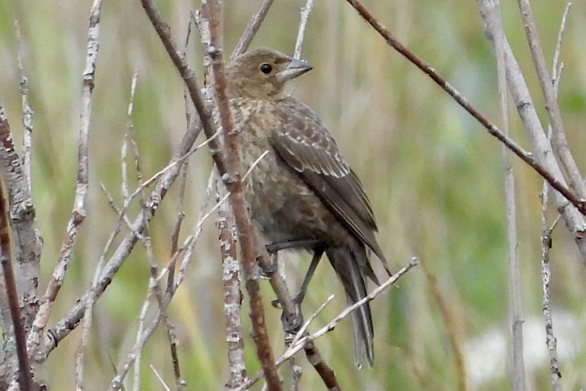 コウウチョウ - ML622108142