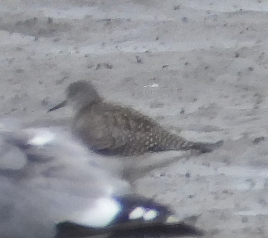 Lesser Yellowlegs - ML622108154