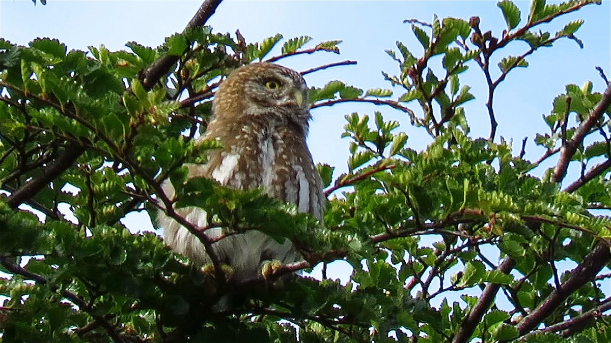 Austral Pygmy-Owl - ML622108171