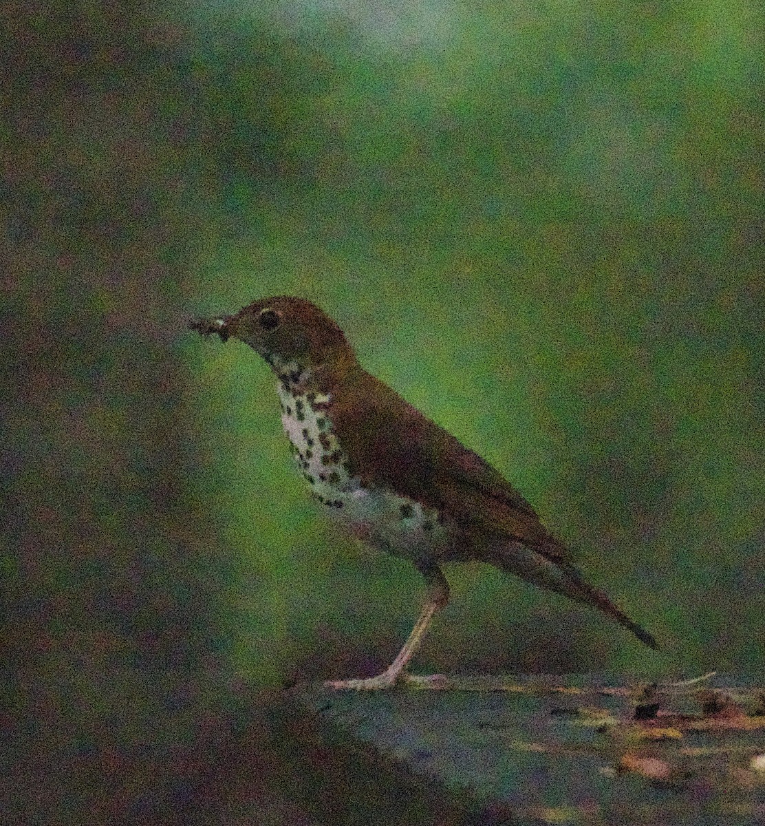 Wood Thrush - Justin Swain