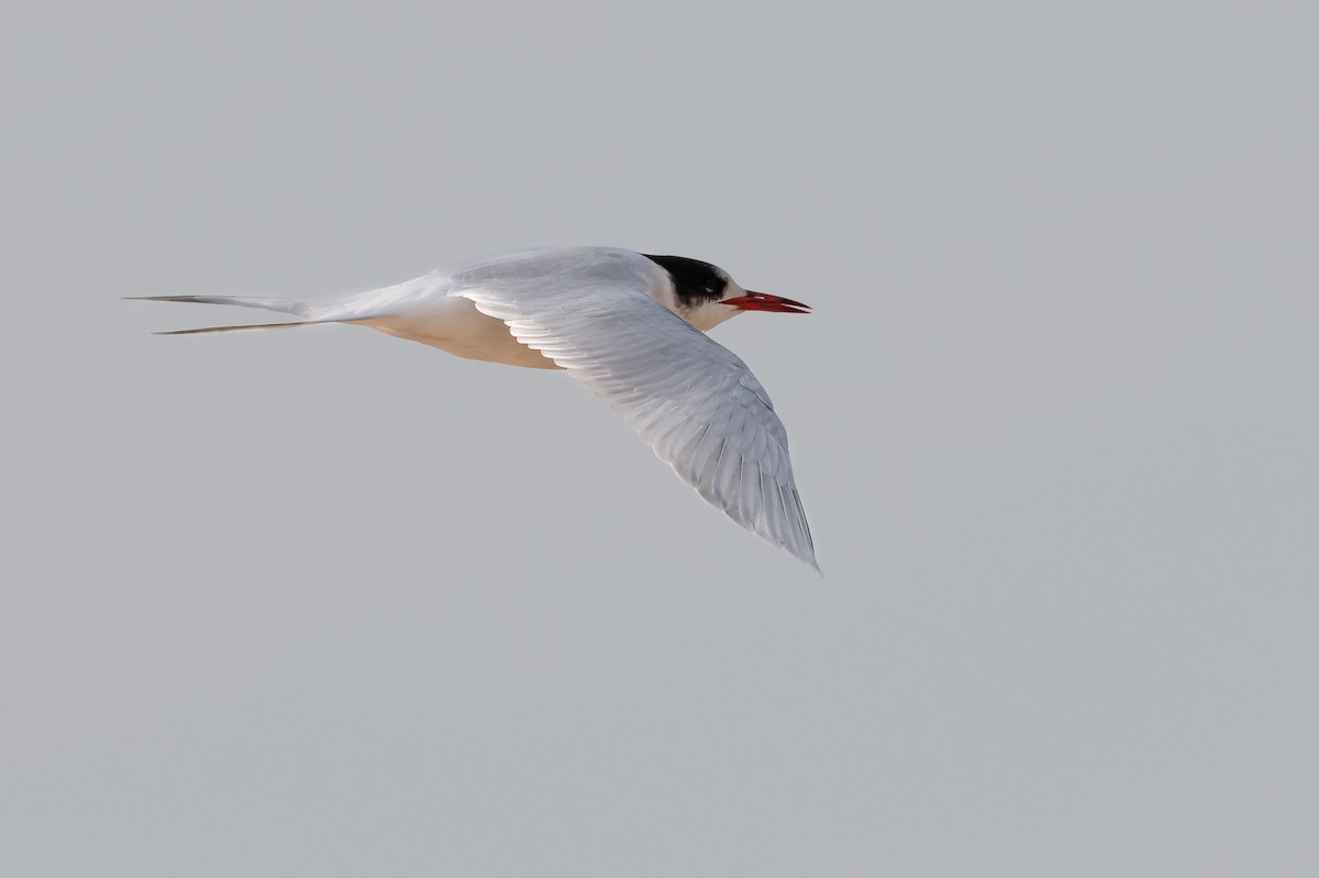 South American Tern - ML622108189