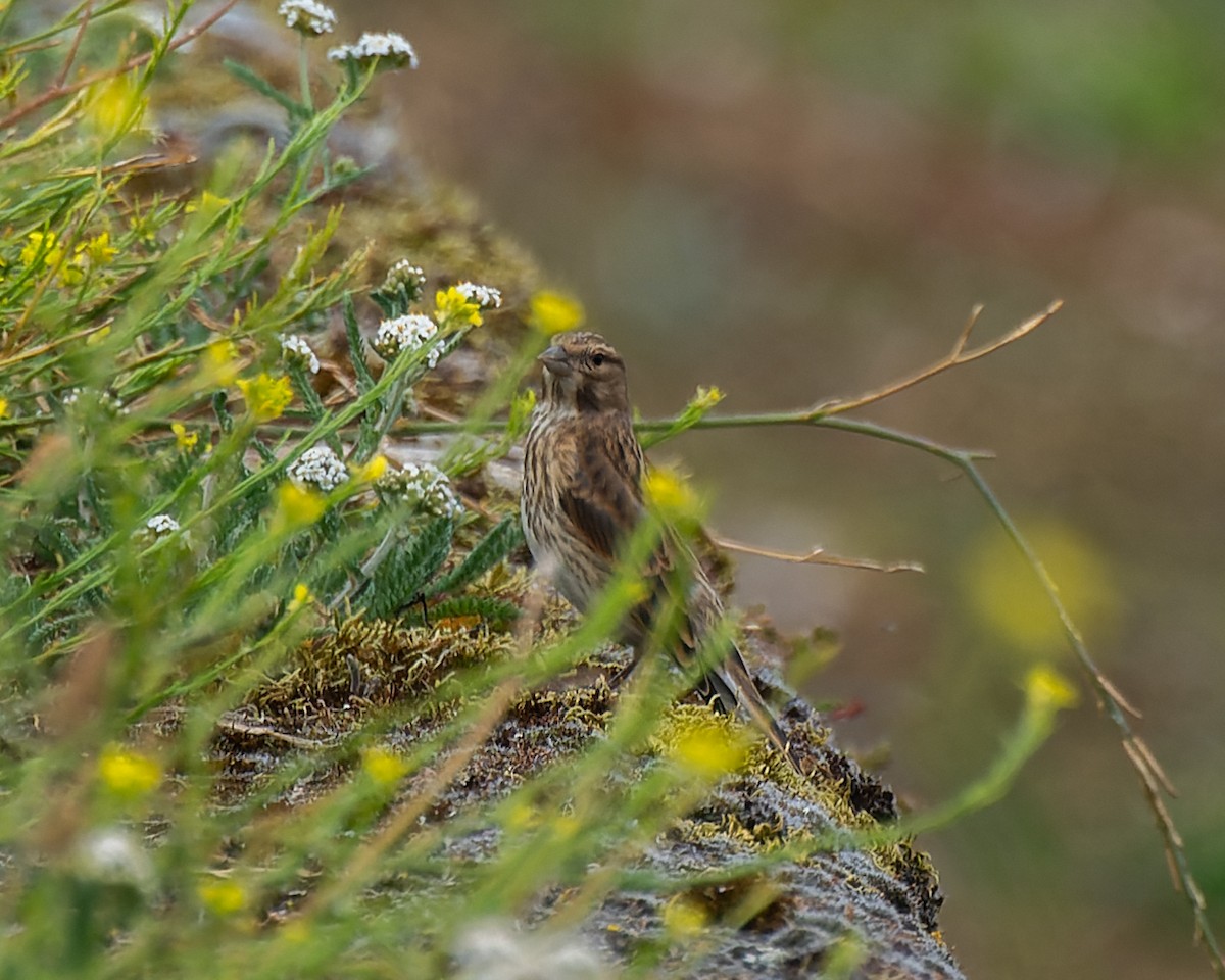 Eurasian Linnet - ML622108192