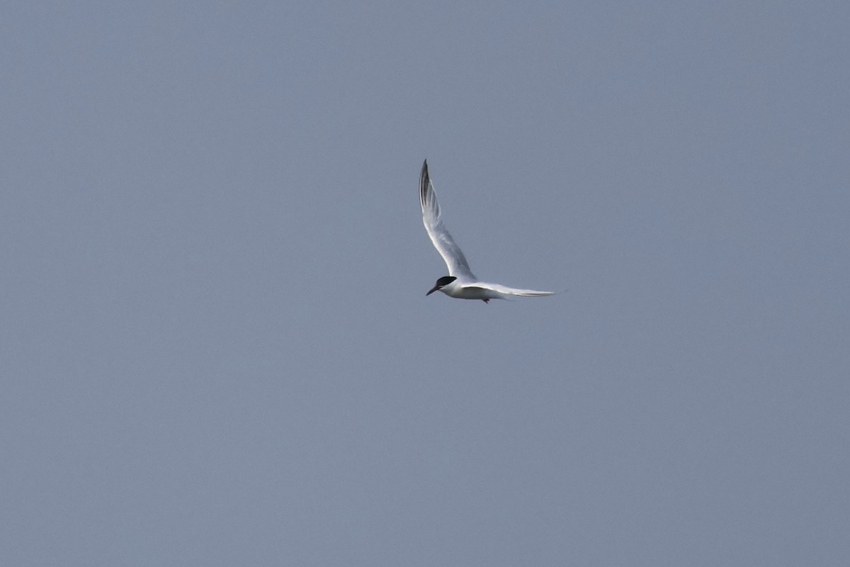 Roseate Tern - ML622108194