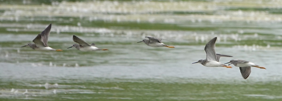 Lesser Yellowlegs - ML622108195