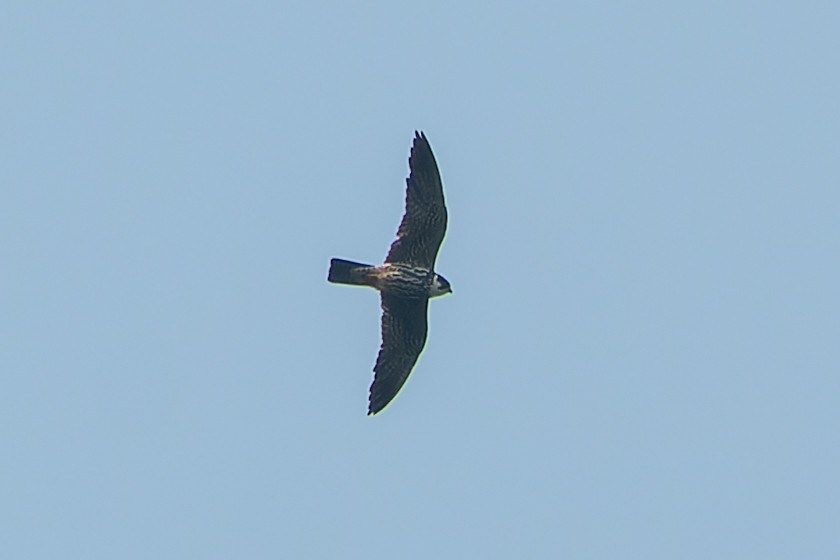 Eurasian Hobby - ML622108196