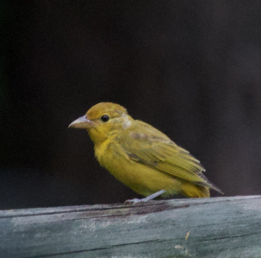 Summer Tanager - ML622108197