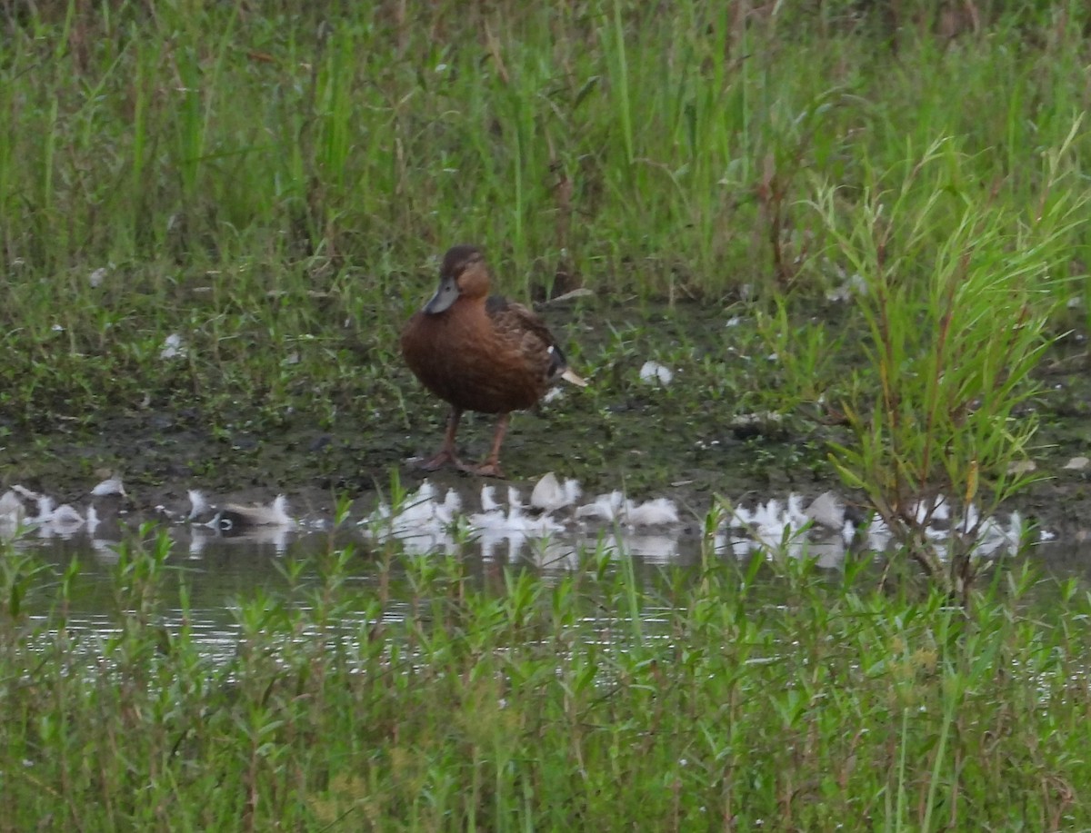 Mallard - ML622108198