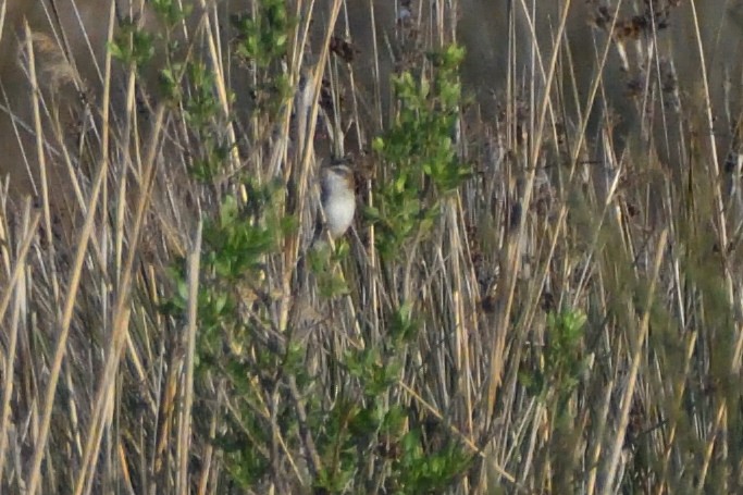 Moustached Warbler - ML622108199