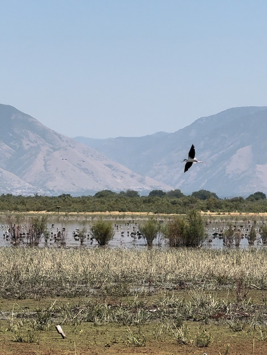 Black-necked Stilt - ML622108200