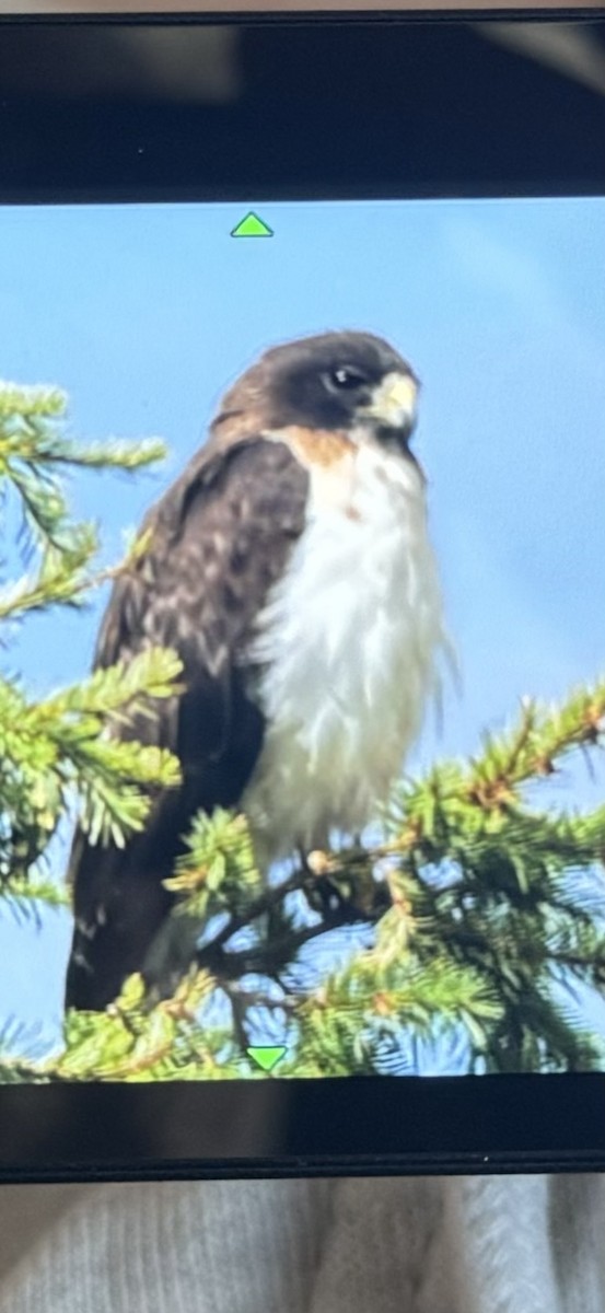 Short-tailed Hawk - ML622108201