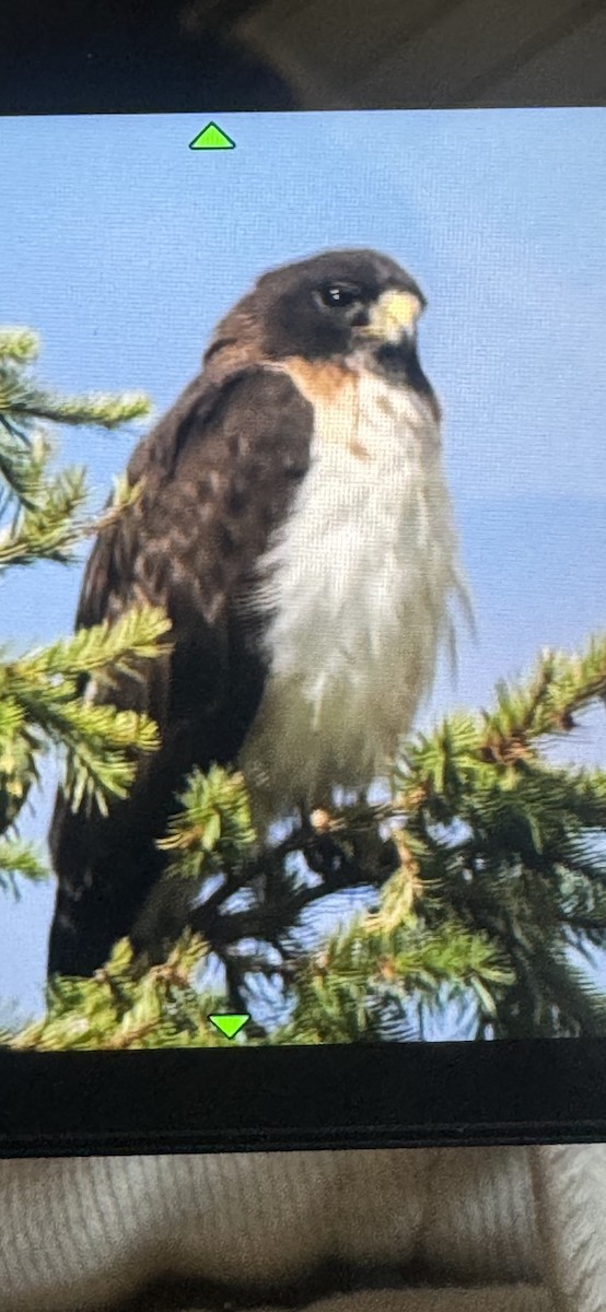 Short-tailed Hawk - ML622108203