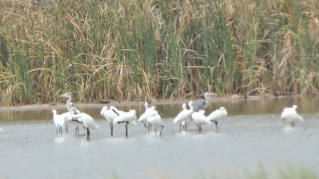 Eurasian Spoonbill - ML622108204