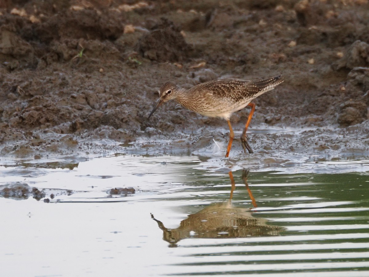 Common Redshank - ML622108206