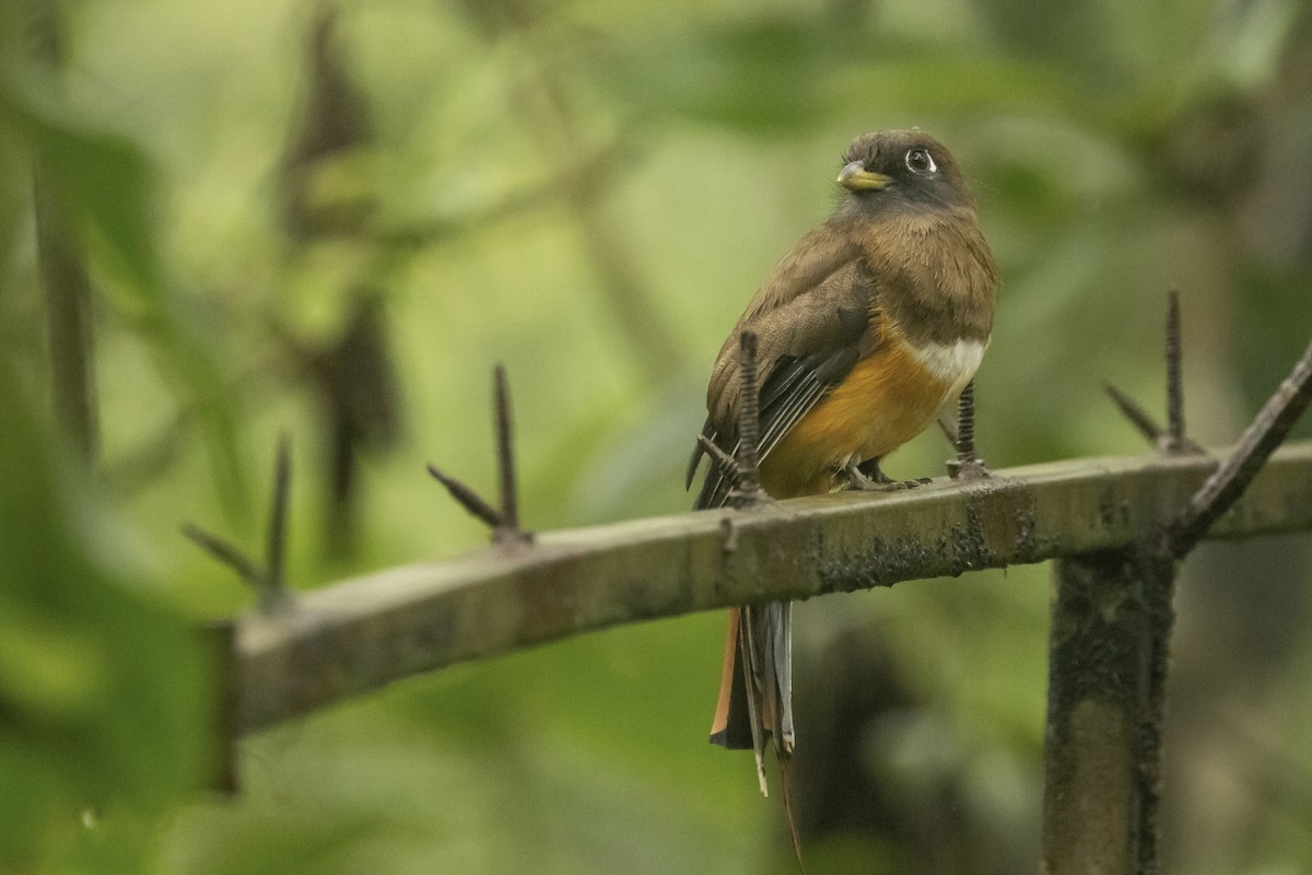 Collared Trogon - ML622108207