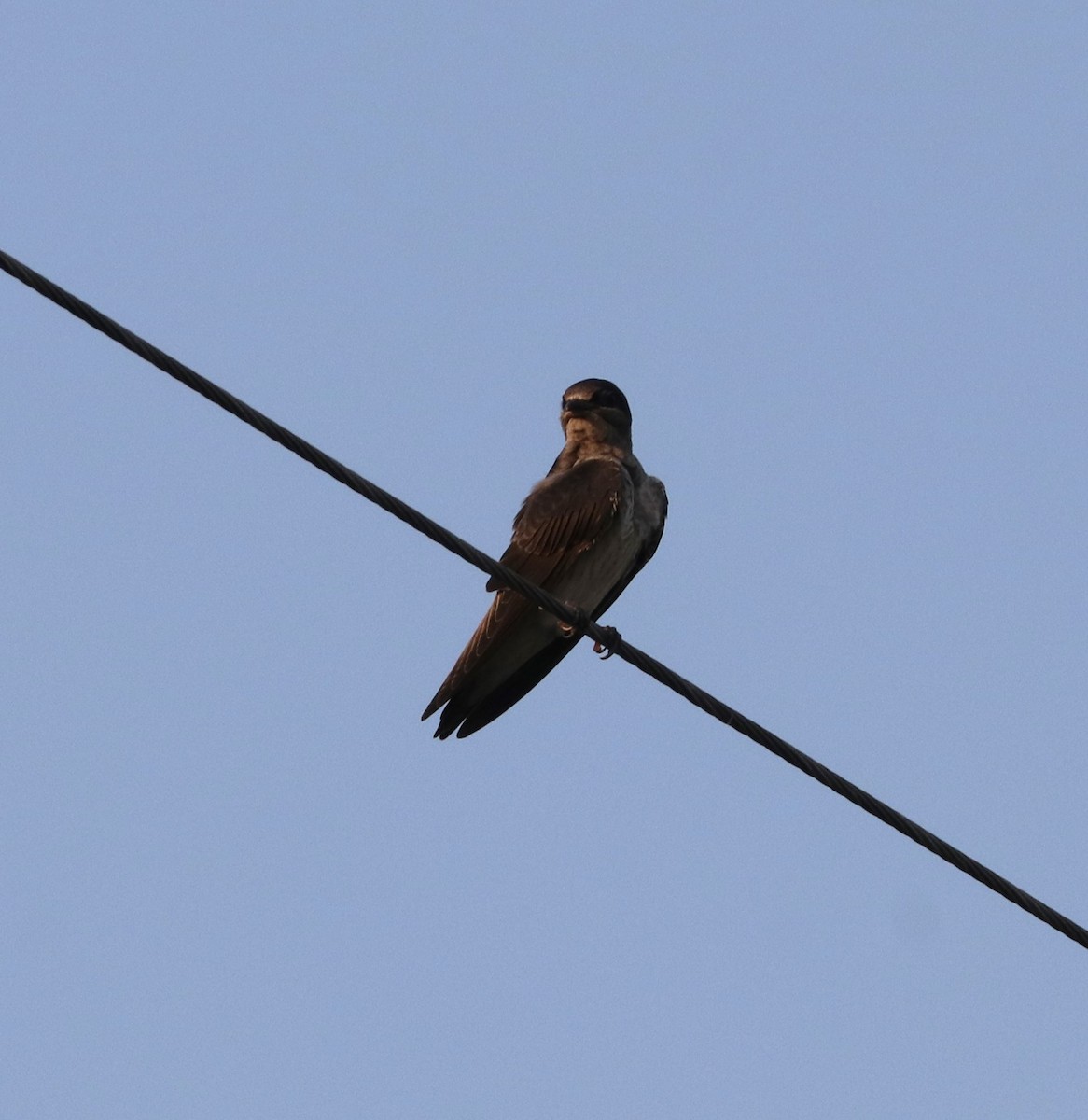 Purple Martin - ML622108208