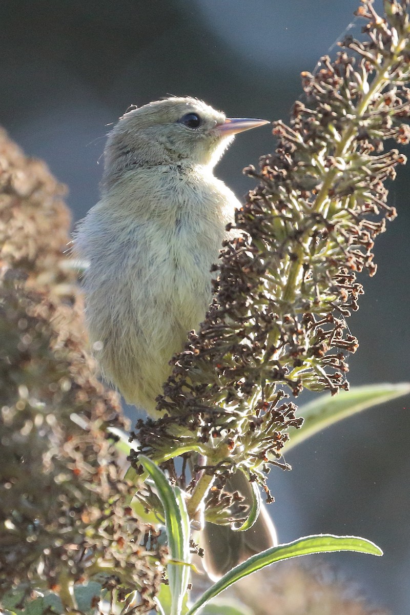 Orange-crowned Warbler - ML622108209