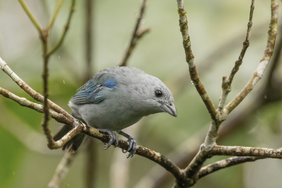 Blue-gray Tanager - ML622108210