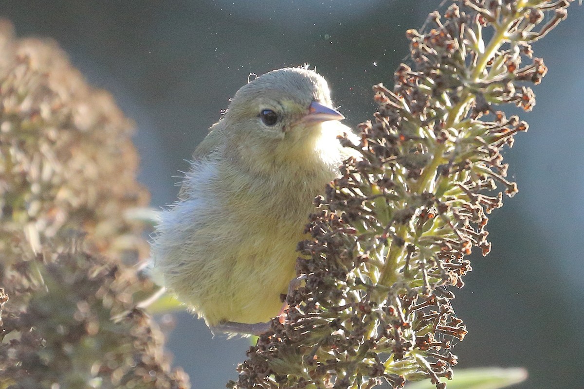 Orange-crowned Warbler - ML622108211