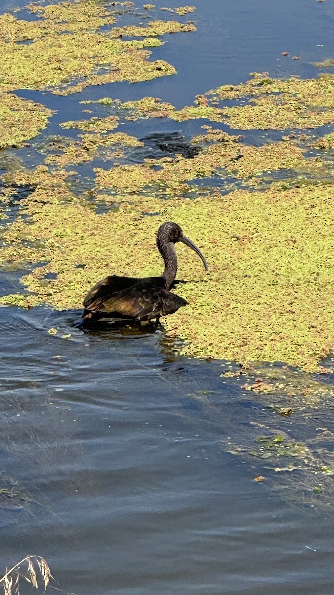 White-faced Ibis - ML622108212