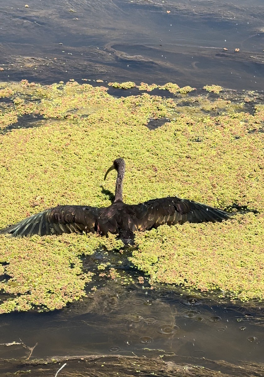 White-faced Ibis - Kyle Thomas