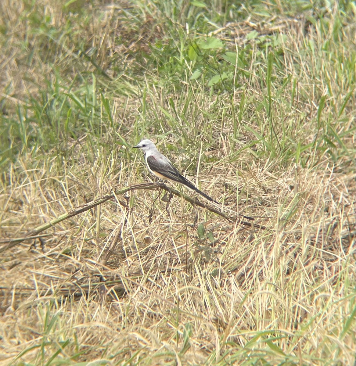 Scissor-tailed Flycatcher - ML622108215